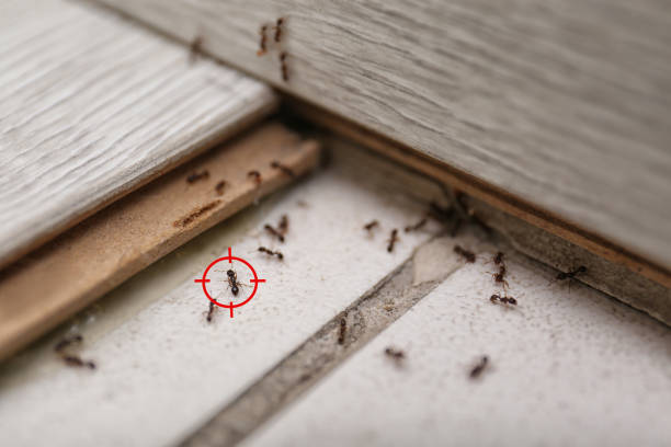 Best Ant Control Services  in Santa Fe Springs, CA