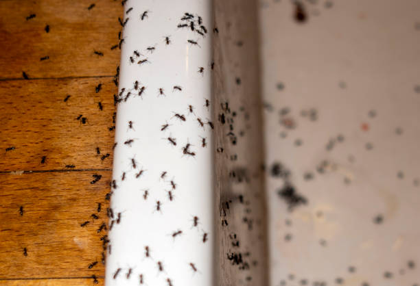 Best Residential Pest Control  in Santa Fe Springs, CA