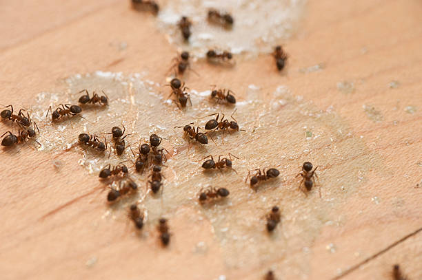 Best Pest Inspection Near Me  in Santa Fe Springs, CA