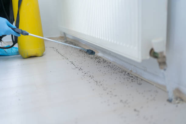 Best Pest Control Near Me  in Santa Fe Springs, CA