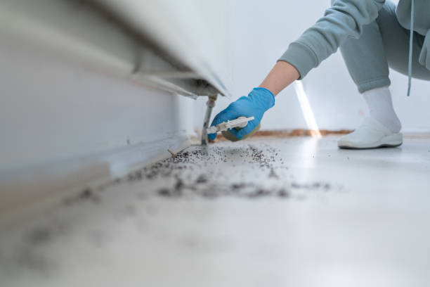 Best Rat Extermination Near Me  in Santa Fe Springs, CA
